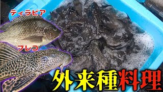 鎧を纏った外来魚『プレコ』を調理して食べます