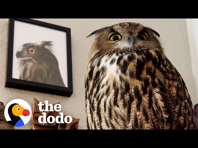 Baby Owl Goes Everywhere With Her Family | The Dodo class=