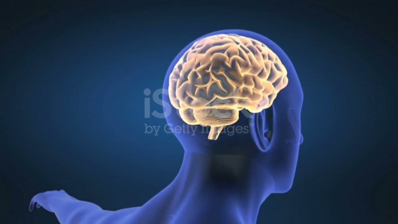 Brain information !! 