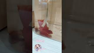 Download Lagu Hello fish #redfish #emahlucu MP3