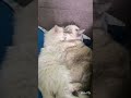 Мои котики