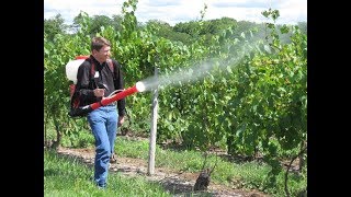 Amaterski Vinograd Koji Su Najbiolji Preparati Za Prskanje Grožđa?