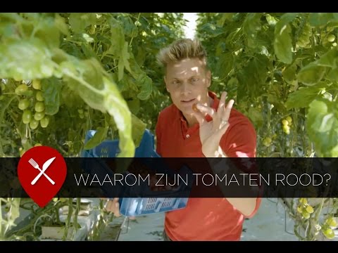 Video: Waren tomaten altijd rood?