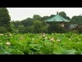 上野 不忍池・蓮の花 Lotus Flowers in Ueno,Tokyo (Shot on RED ONE)