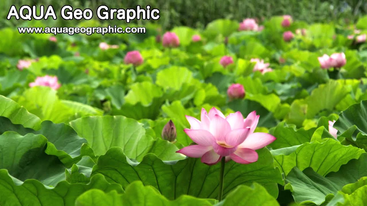 上野 不忍池・蓮の花 Lotus Flowers in Ueno,Tokyo (Shot on RED