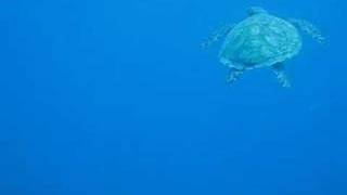 Loggerhead turtle in Belize