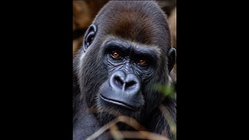 Ai gorilla #gorilla #funny #ai #shorts