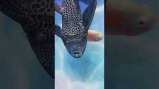 sucker fish at aqua expo kottakkal