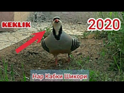 Садои Нар Кабки Шикории н. Дарвоз 2020. Голос птиц как поёт горная Куропатка (Кеклик) Keklik in Tjk