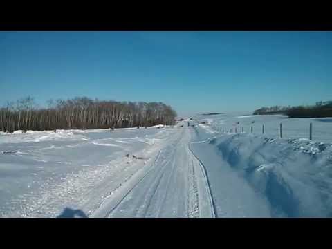Mule Deer Running