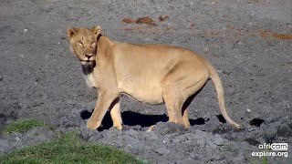 A lioness at Tau Waterhole - africam - explore.org