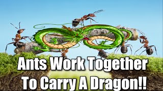 Ants Work Together To Carry A Dragon!!