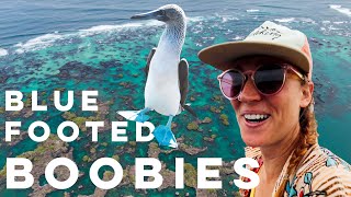 We found BOOBIES in the GALAPAGOS! [Part 2]