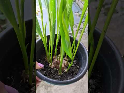 Calla negra #plantas