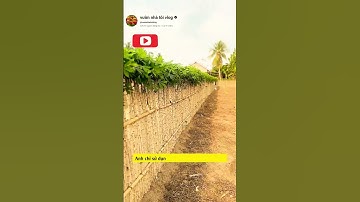 ý tưởng điên rồi: nông dân làm hàng rào bằng khoai mì #garden #videoviral