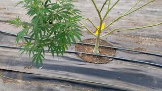 A tour of our CBD Hemp tunnel and fertigation system