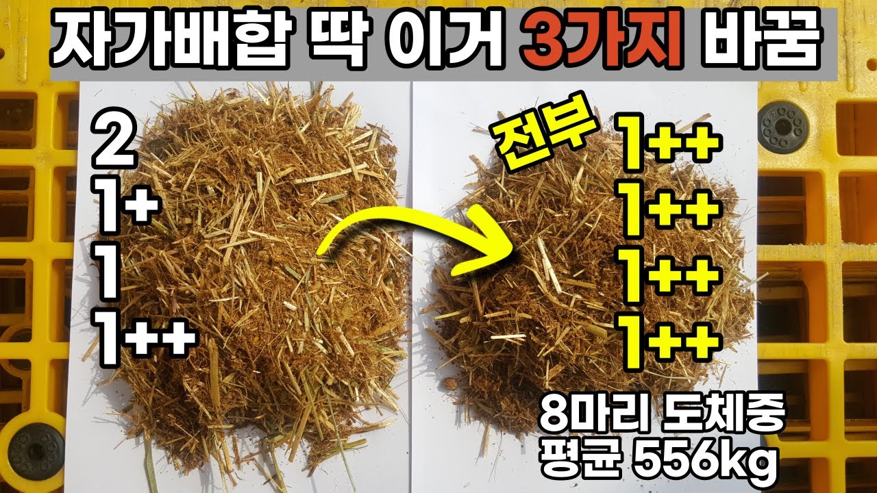 와 미쳤다.. 한우 등급이 불과 6개월만에 이렇게도 변하네요 (자가배합, TMR 발효사료)