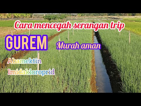 CARA MENCEGAH HAMA TRIPS/GUREM YANG LAGI VIRAL