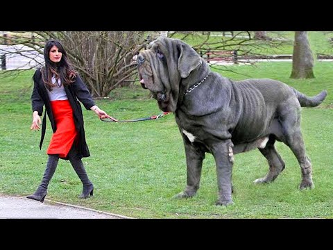 Video: 10 Hunderassen, die die höchsten Tierarztrechnungen haben können