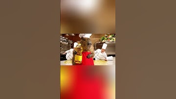 Đầu bếp Capy ngày đầu đi làm và cái kết #capybara