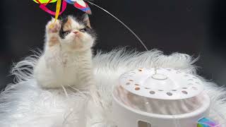 Get 'Em!  Playful Calico Exotic Shorthair Kitten #exoticshorthairkittens #playfulkitties