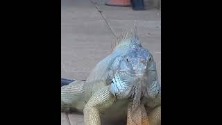 Godzilla in real life #shorts #Godzilla