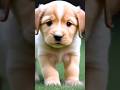 New viral status  puppies on grass  shorts viral trending