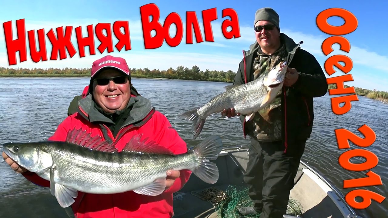 Рыбалка на Нижней Волге. Трофейная рыба. Осень 2016. Часть 1 - YouTube