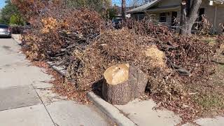 Stoler on the Street: What is the best way to manage big tree debris piles?