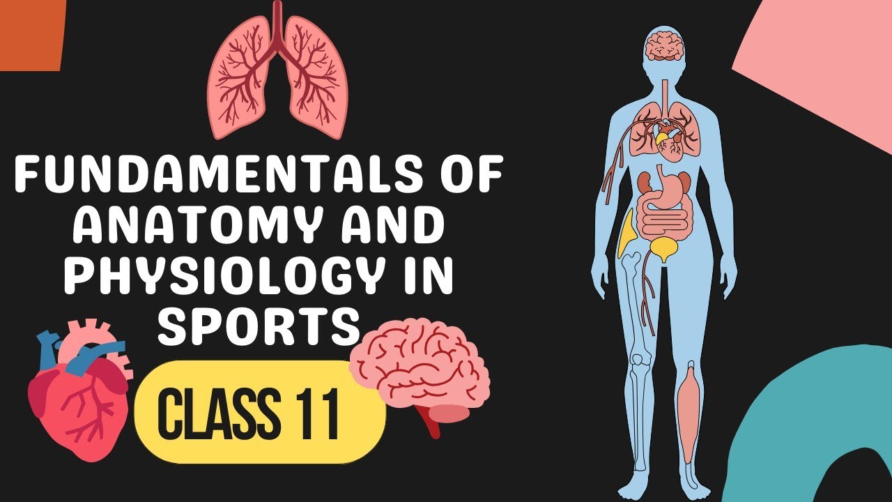 PE CLASS 11 UNIT 7 FUNDAMENTALS OF ANATOMY AND PHYSIOLOGY IN SPORTS ...