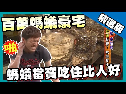 【印尼】爪哇島百萬蟻人 螞蟻豪宅吃住比人好｜《世界第一等》610集精華版