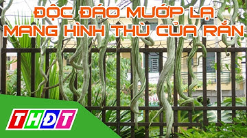 Độc đáo giống mướp lạ mang hình thù của rắn | THDT