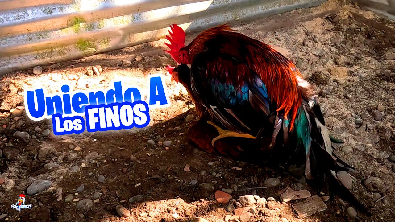 Unimos a Mi Gallo Fino 🐓 con la Gallina Fina 🐔 Limpieza de la Voladera