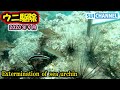 【ウニ駆除 #17】台風が迫る海でウニをひたすら割る！　Exterminate sea urchins to protect seaweed and sea environment