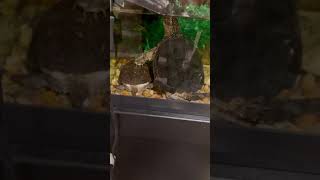 Common snapping turtle growing super fast 💨 #reptilelover #snappers #reptilezoo #alligator #lizard