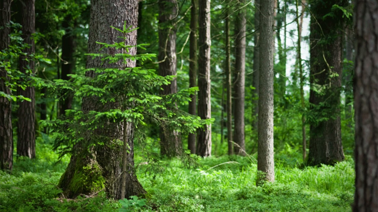 Kalimba 432 hz Verdi Tune For Healing ALL 7 CHAKRAS | Positive energy boost