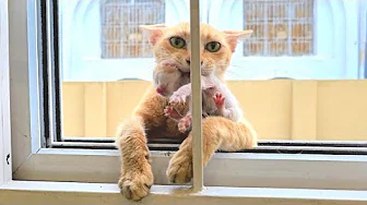 Who would've thought this stray cat would end up bringing the whole family!