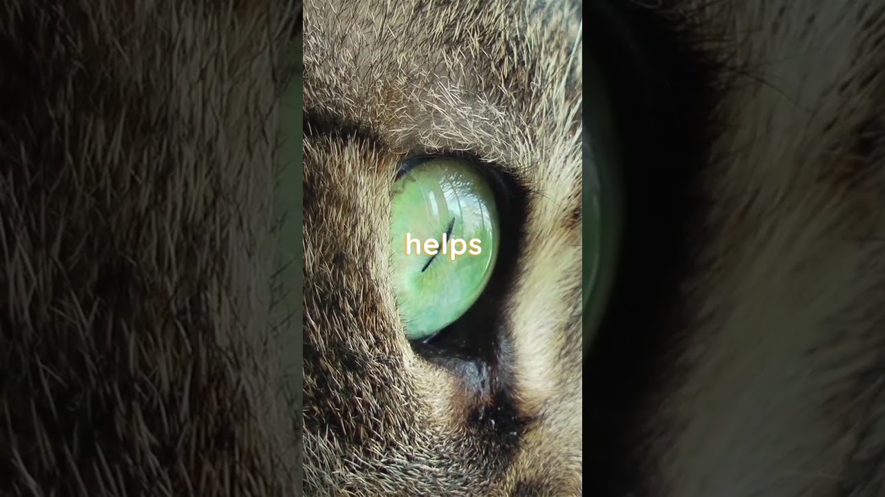 Third Eyelid Unveiled: Cats' Mysterious Eye Protectors!