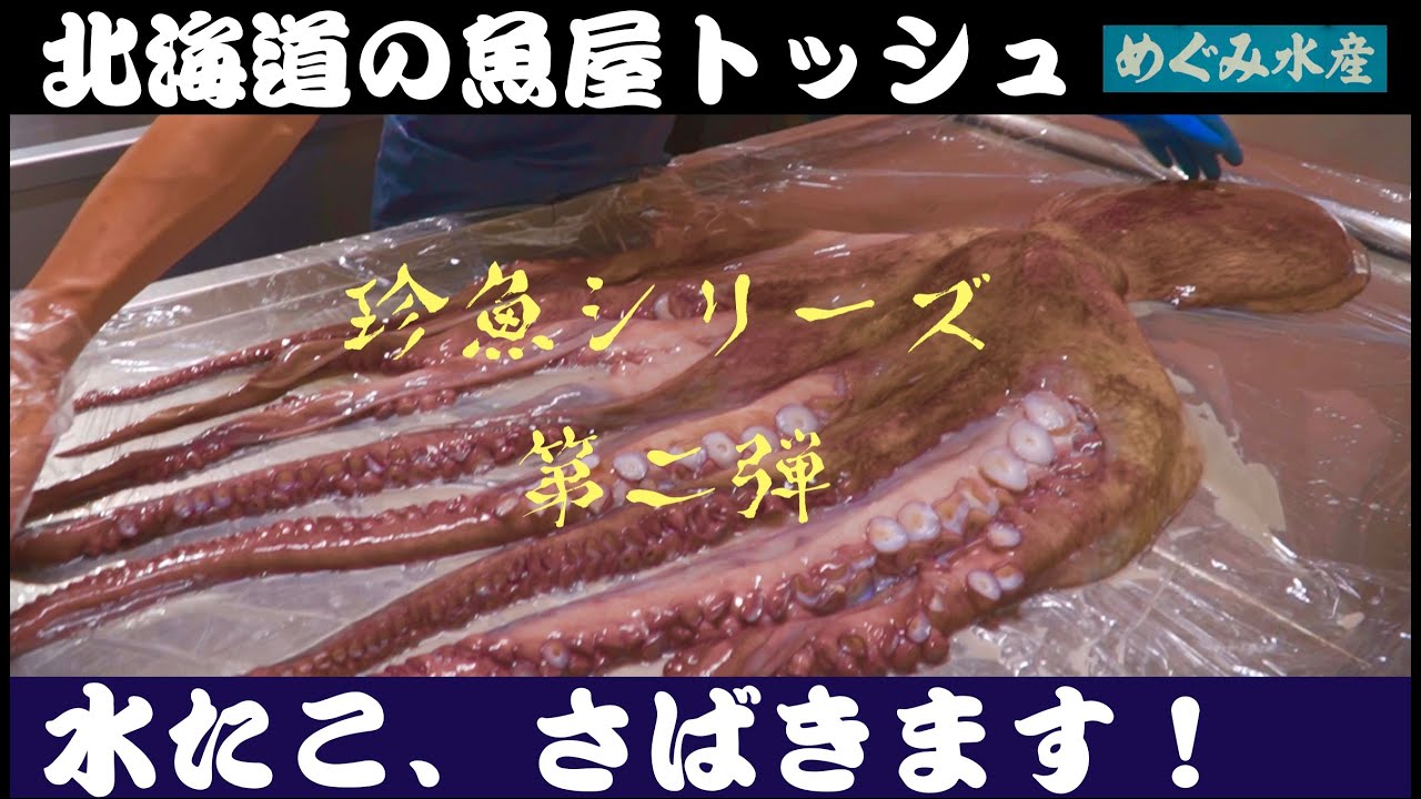 珍魚シリーズ2 13キロある水ダコゲット さばき方と茹で方 刺身と唐揚げ作ります タコ さばき方 水ダコ Youtube