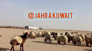 Visiting FARM SHEEP in JAHRA KUWAIT | Erros Batalla