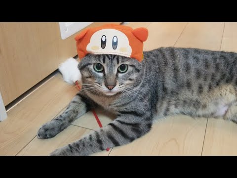 幸せのかぎしっぽビビ Youtube 幸せのかぎしっぽビビ Youtube