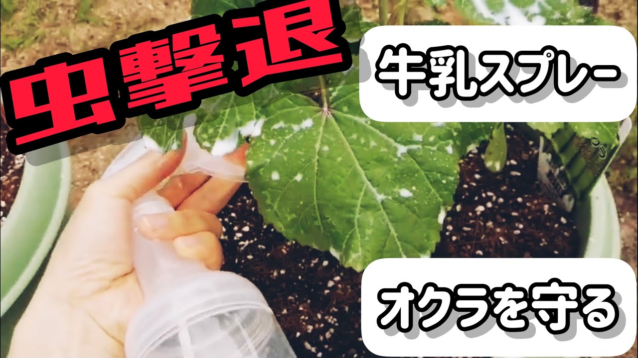 家庭菜園アブラムシ撃退法 オクラに付いたアブラムシを牛乳で撃退してみた Youtube