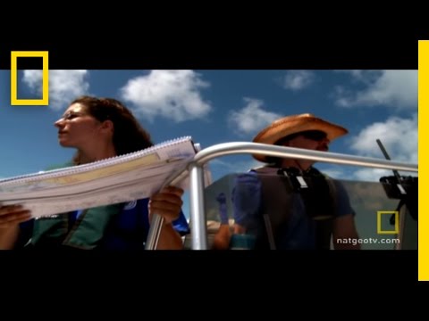 Thirsty Manatees | National Geographic