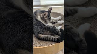 猫の毛づくろい中は尻尾が動く