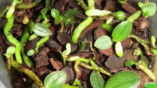РАЗМНОЖЕНИЕ ОРХИДЕИ СЕМЕНАМИ 🌺 КАК ВЫРАСТИТЬ ОРХИДЕИ ИЗ СЕМЯН. orchids #oldenburg_ru РАЗМНОЖЕНИЕ ОРХИДЕИ СЕМЕНАМИ 🌺 КАК ВЫРАСТИТЬ ОРХИДЕИ ИЗ СЕМЯН. orchids #oldenburg_ru