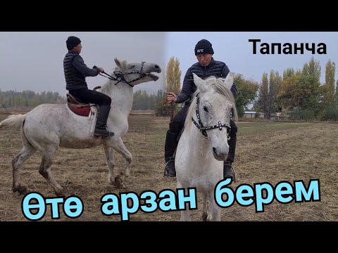 Video: Укмуштуудай көк баш каш