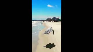 turtle flying with michael jackson high quality