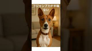 毎日マイナー雑学!バセンジー編