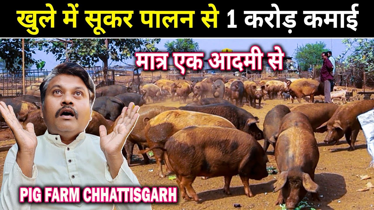 PIG FARM CHHATTISGARH। खुले में सूकर पालन से 1करोड़ कमाई ?।। #omprakashausar