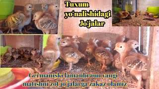 GERMANISKI LAMANBRAUN YANGI MATISHNI ZOT JO‘JALAR 1000TAGACHA ZAKAZ OLAMIZ MUROJAT UCHUNTEL909868610